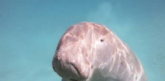 Dugong