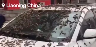 hujan cacing di China