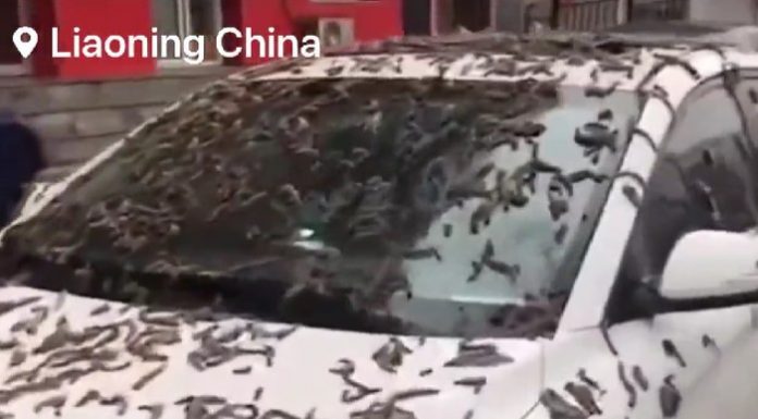 hujan cacing di China