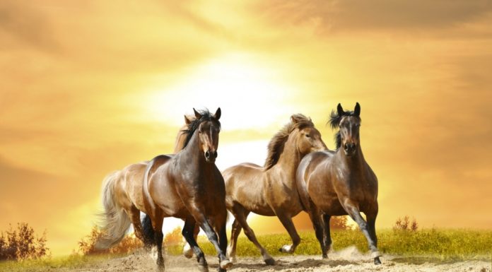 Jangan Melalaikan Shalat: Kisah Nabi Sulaiman dan Kuda-kudanya