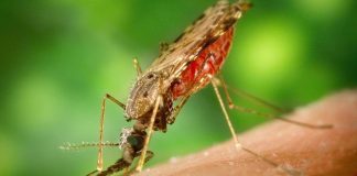 Nyamuk-Anopheles-Malaria