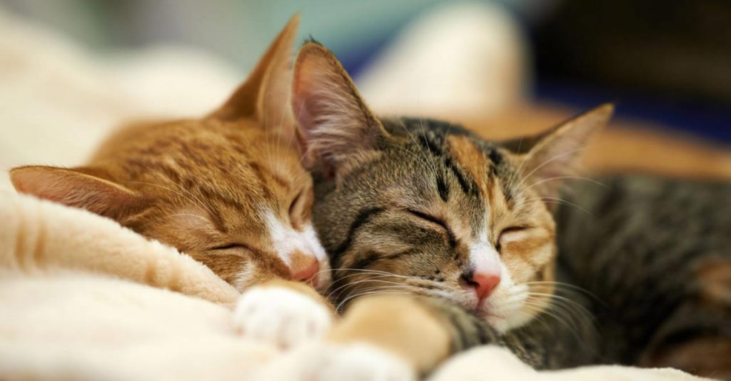 Perempuan di Malaysia Pukul Kucing Sampai Mati dan Keutamaan Memelihara Kucing