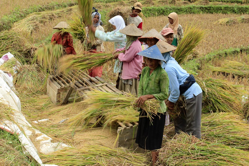 Won Bin menjadi petani