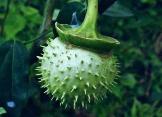 Buah kecubung di Indonesia